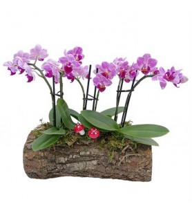 dörtlü mini orkideler kütük saksıda